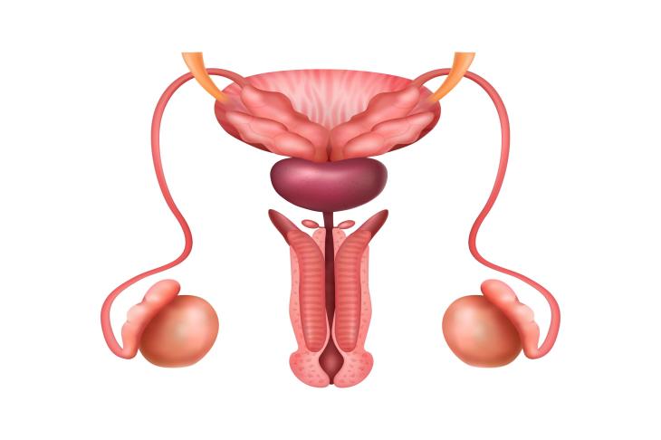 Urology